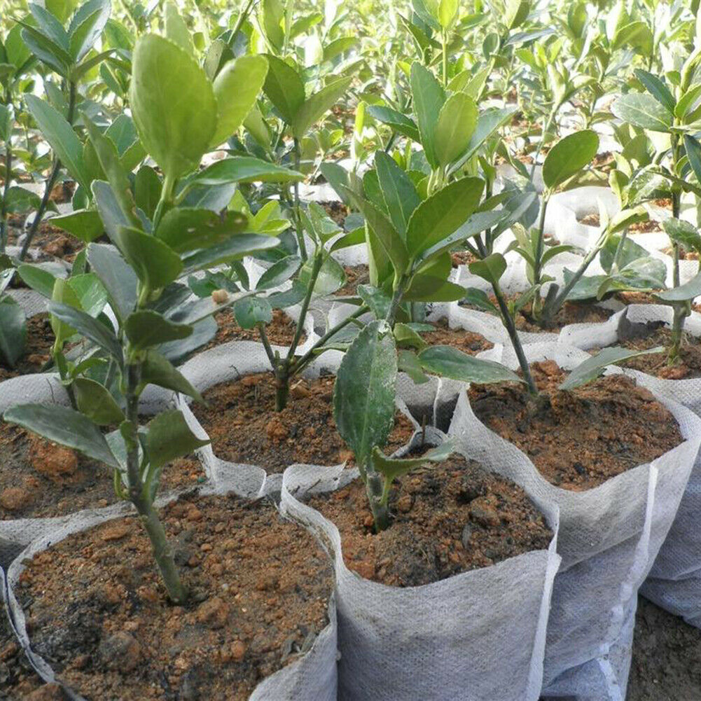 200x Non-Woven Biodegradable Grow Bags Suitable for Plant Nursery Seedling