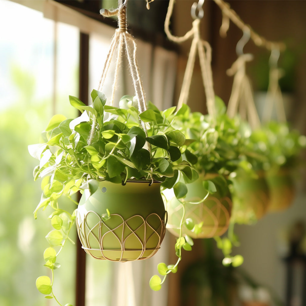 S Shaped Hooks Small Metal for Hanging Plants Mini Ornament Hooks Black Hangers.